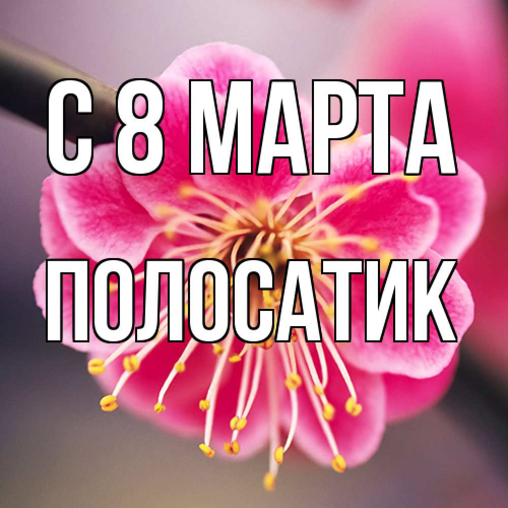 Открытка на каждый день с именем, полосатик C 8 МАРТА цветы Прикольная открытка с пожеланием онлайн скачать бесплатно 