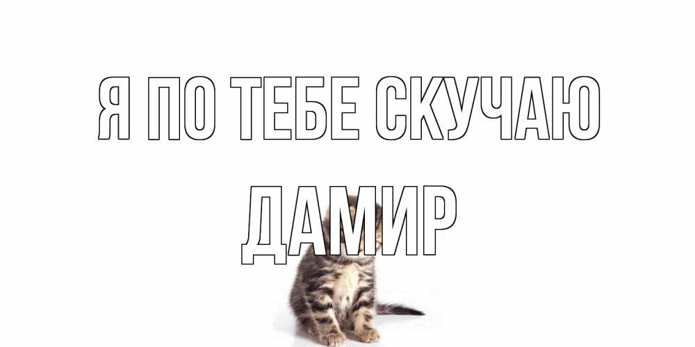 Открытка на каждый день с именем, Дамир Я по тебе скучаю кот Прикольная открытка с пожеланием онлайн скачать бесплатно 