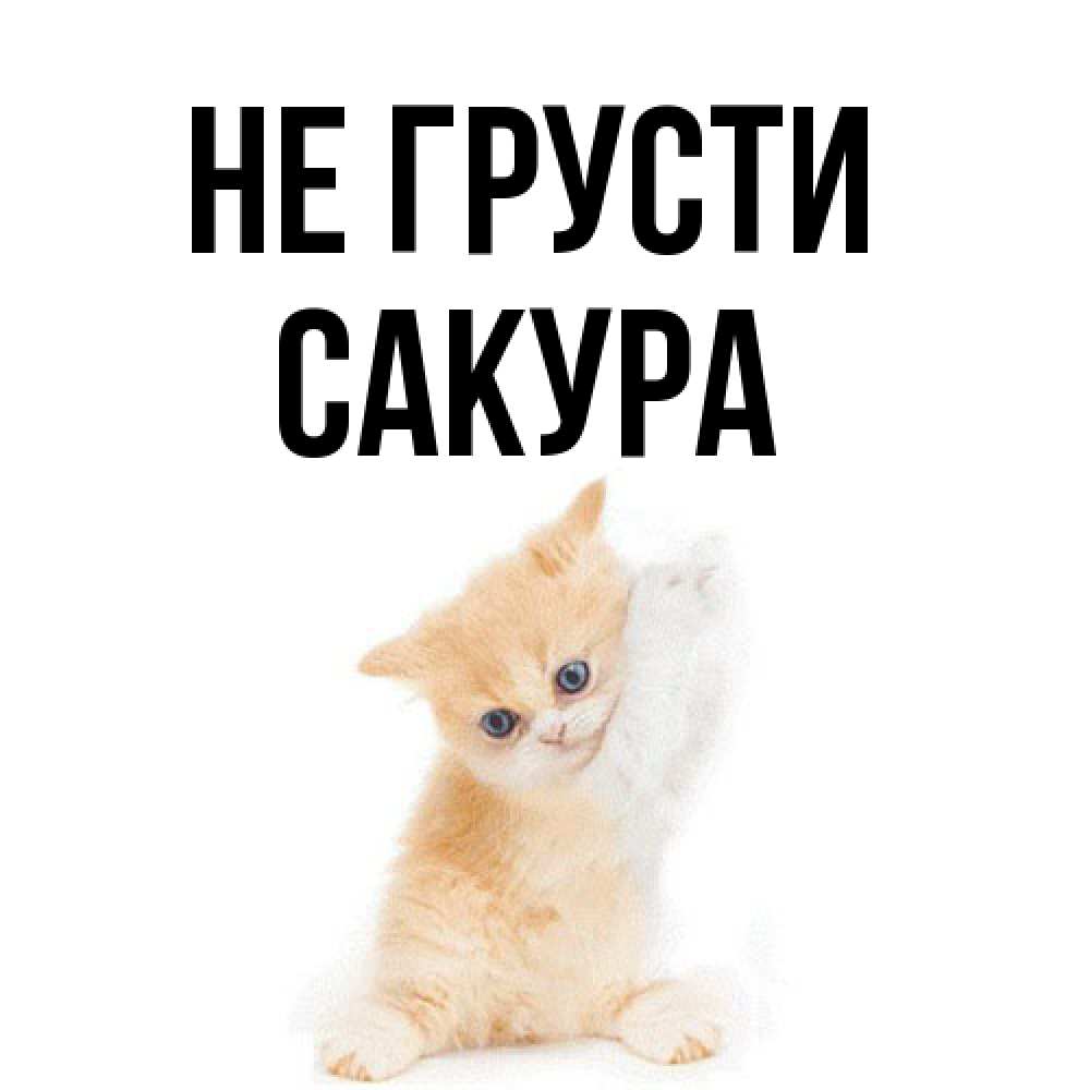 Открытка на каждый день с именем, Сакура Не грусти просящий кот Прикольная открытка с пожеланием онлайн скачать бесплатно 
