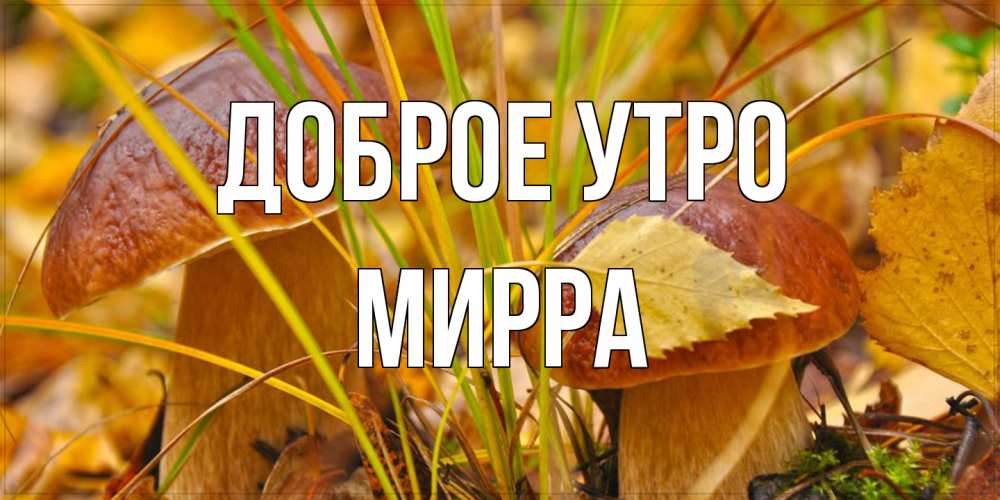 Открытка на каждый день с именем, Мирра Доброе утро осенние грибы Прикольная открытка с пожеланием онлайн скачать бесплатно 
