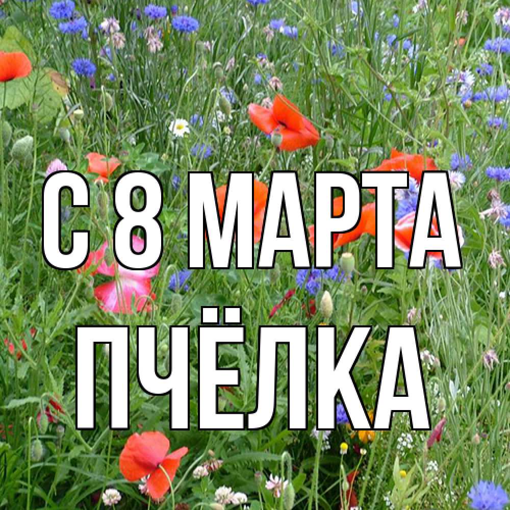Открытка на каждый день с именем, Пчёлка C 8 МАРТА международный женский день 4 Прикольная открытка с пожеланием онлайн скачать бесплатно 