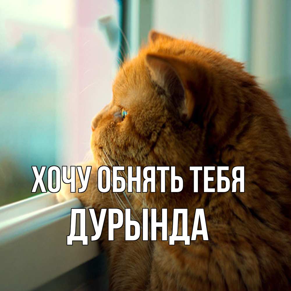 Открытка на каждый день с именем, Дурында Хочу обнять тебя большой огромный рыжий котяра Прикольная открытка с пожеланием онлайн скачать бесплатно 
