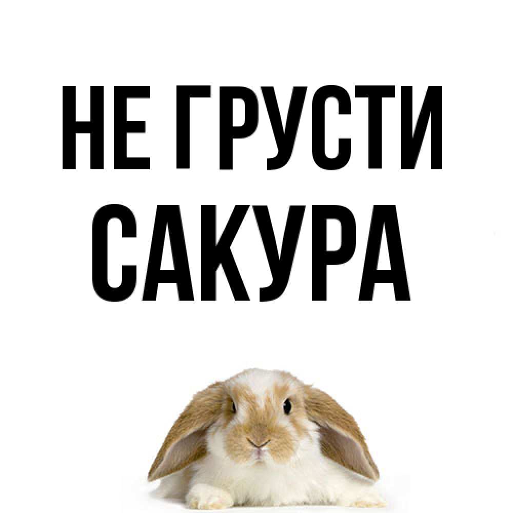 Открытка на каждый день с именем, Сакура Не грусти коричнево белый заяц с большими ушками Прикольная открытка с пожеланием онлайн скачать бесплатно 