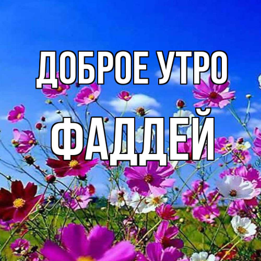 Открытка на каждый день с именем, Фаддей Доброе утро сиреневые цветы Прикольная открытка с пожеланием онлайн скачать бесплатно 
