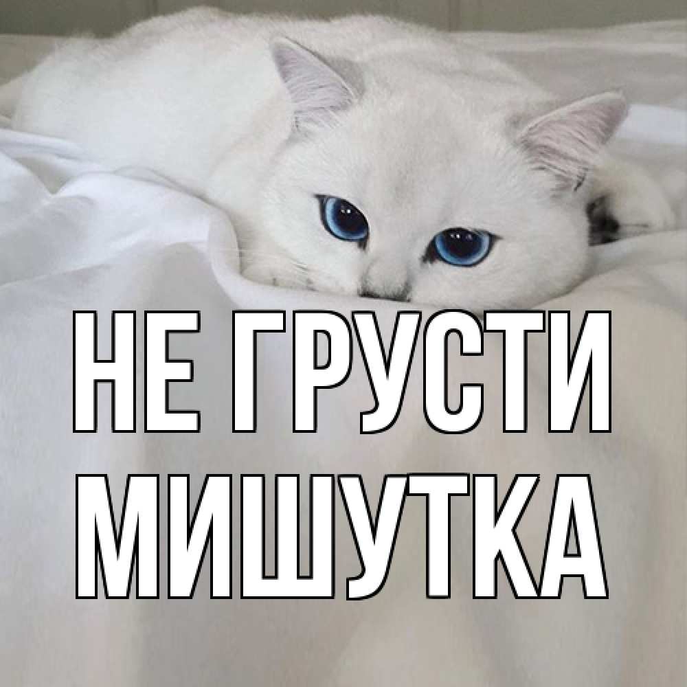 Открытка на каждый день с именем, Мишутка Не грусти белый кот с голубыми глазами на белоснежной кровати Прикольная открытка с пожеланием онлайн скачать бесплатно 