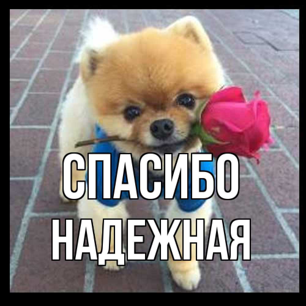 Открытка на каждый день с именем, надежная Спасибо спасибо и дарю тебе цветок Прикольная открытка с пожеланием онлайн скачать бесплатно 