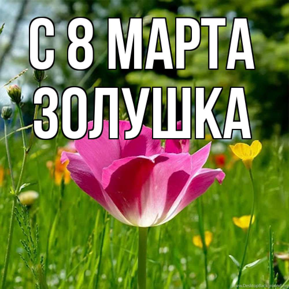 Открытка на каждый день с именем, Золушка C 8 МАРТА полевые цветы Прикольная открытка с пожеланием онлайн скачать бесплатно 