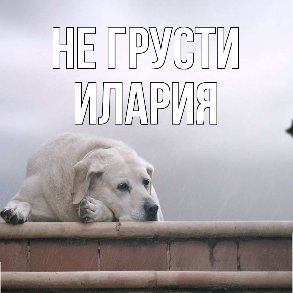 Открытка на каждый день с именем, Илария Не грусти белый пес 1 Прикольная открытка с пожеланием онлайн скачать бесплатно 