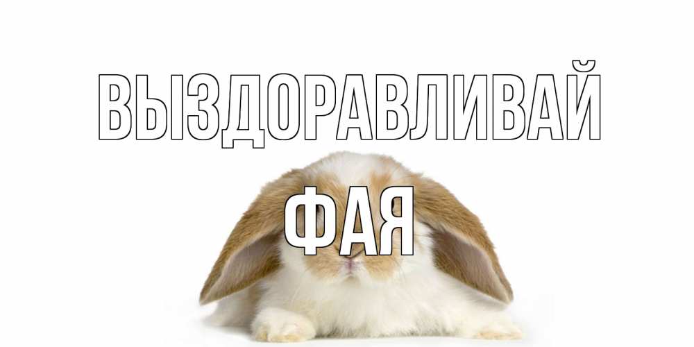 Открытка на каждый день с именем, Фая Выздоравливай вислоухий кролик белого и коричневого цвета Прикольная открытка с пожеланием онлайн скачать бесплатно 