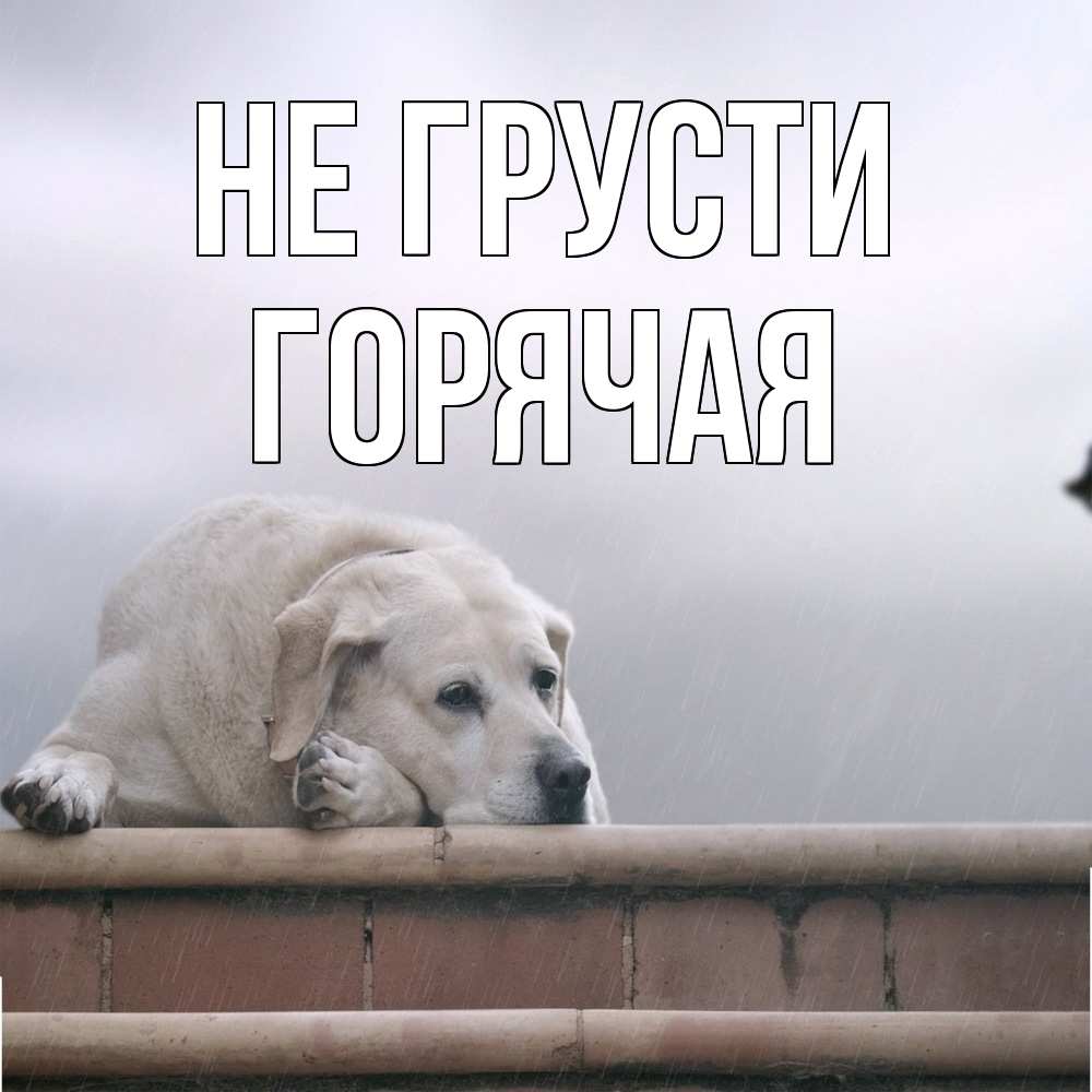 Открытка на каждый день с именем, горячая Не грусти белый пес 1 Прикольная открытка с пожеланием онлайн скачать бесплатно 