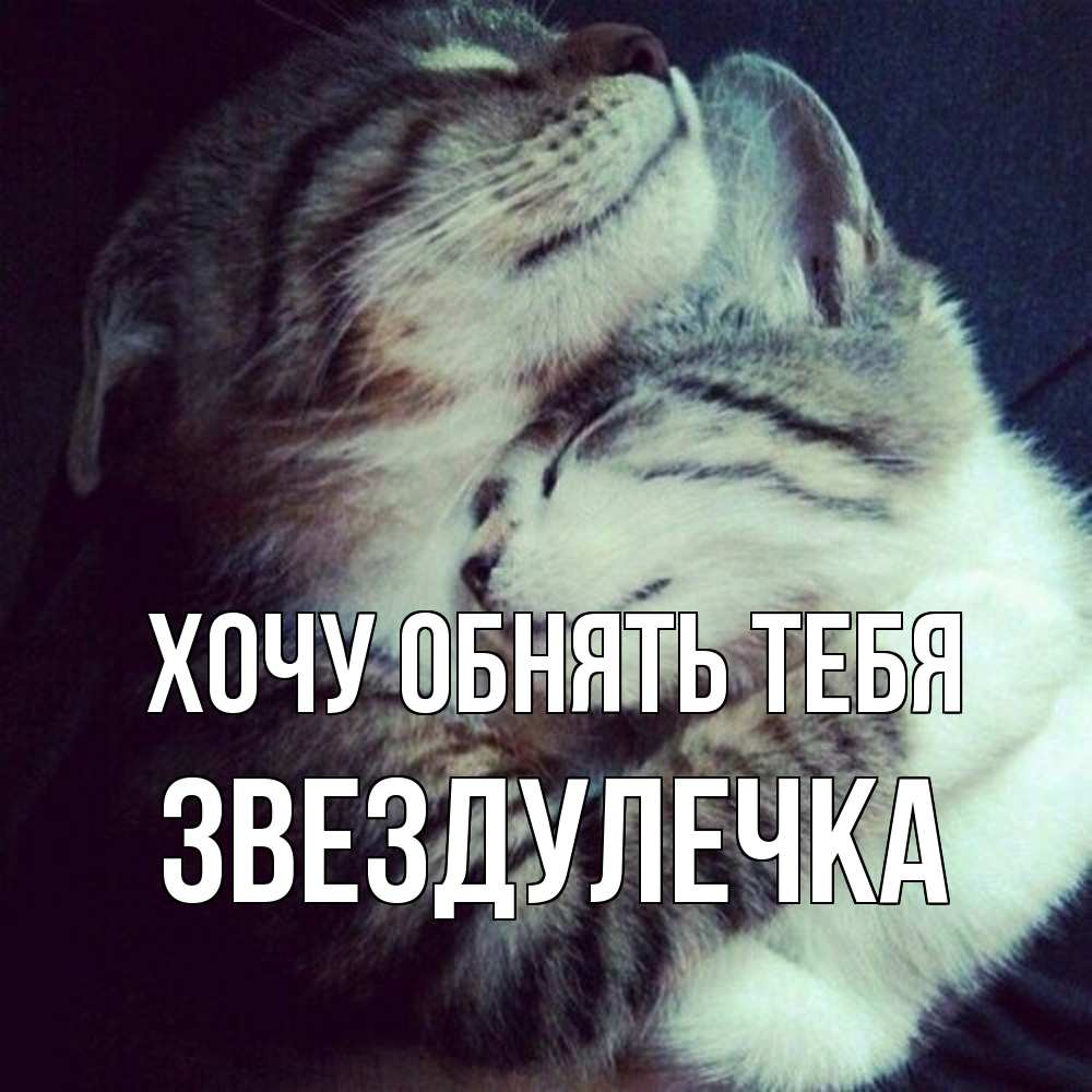 Открытка на каждый день с именем, Звездулечка Хочу обнять тебя полосатики Прикольная открытка с пожеланием онлайн скачать бесплатно 