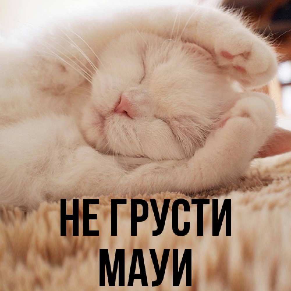 Открытка на каждый день с именем, Мауи Не грусти Котенок спит Прикольная открытка с пожеланием онлайн скачать бесплатно 