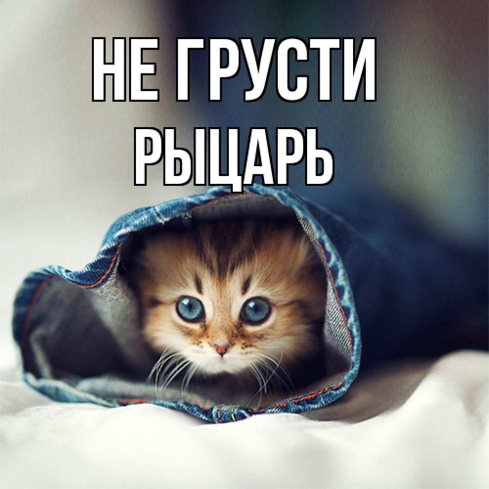 Открытка на каждый день с именем, Рыцарь Не грусти рыжик котик Прикольная открытка с пожеланием онлайн скачать бесплатно 