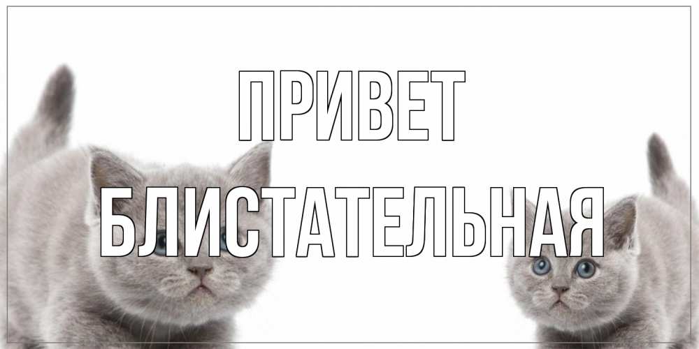 Открытка на каждый день с именем, блистательная Привет коты Прикольная открытка с пожеланием онлайн скачать бесплатно 