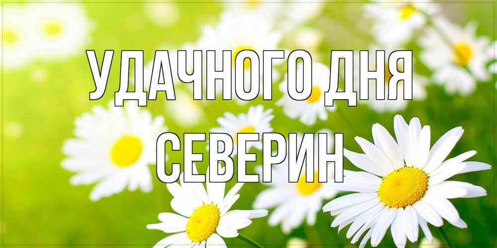 Открытка на каждый день с именем, Северин Удачного дня открытка с ромашками на зеленом фоне Прикольная открытка с пожеланием онлайн скачать бесплатно 