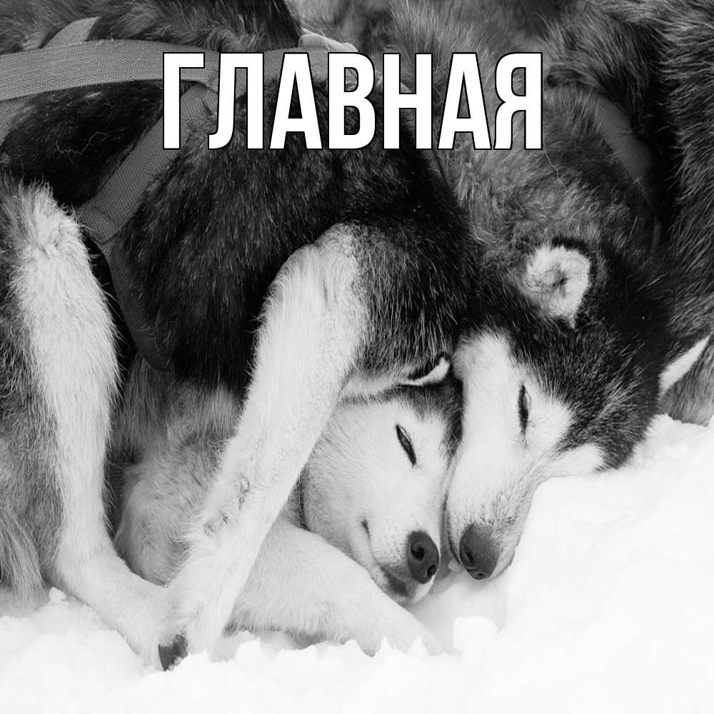 Открытка на каждый день с именем, настя Главная собачки в упряжке Прикольная открытка с пожеланием онлайн скачать бесплатно 