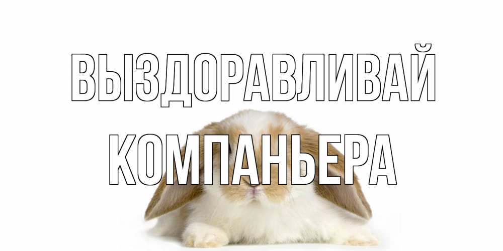 Открытка на каждый день с именем, Компаньера Выздоравливай вислоухий кролик белого и коричневого цвета Прикольная открытка с пожеланием онлайн скачать бесплатно 