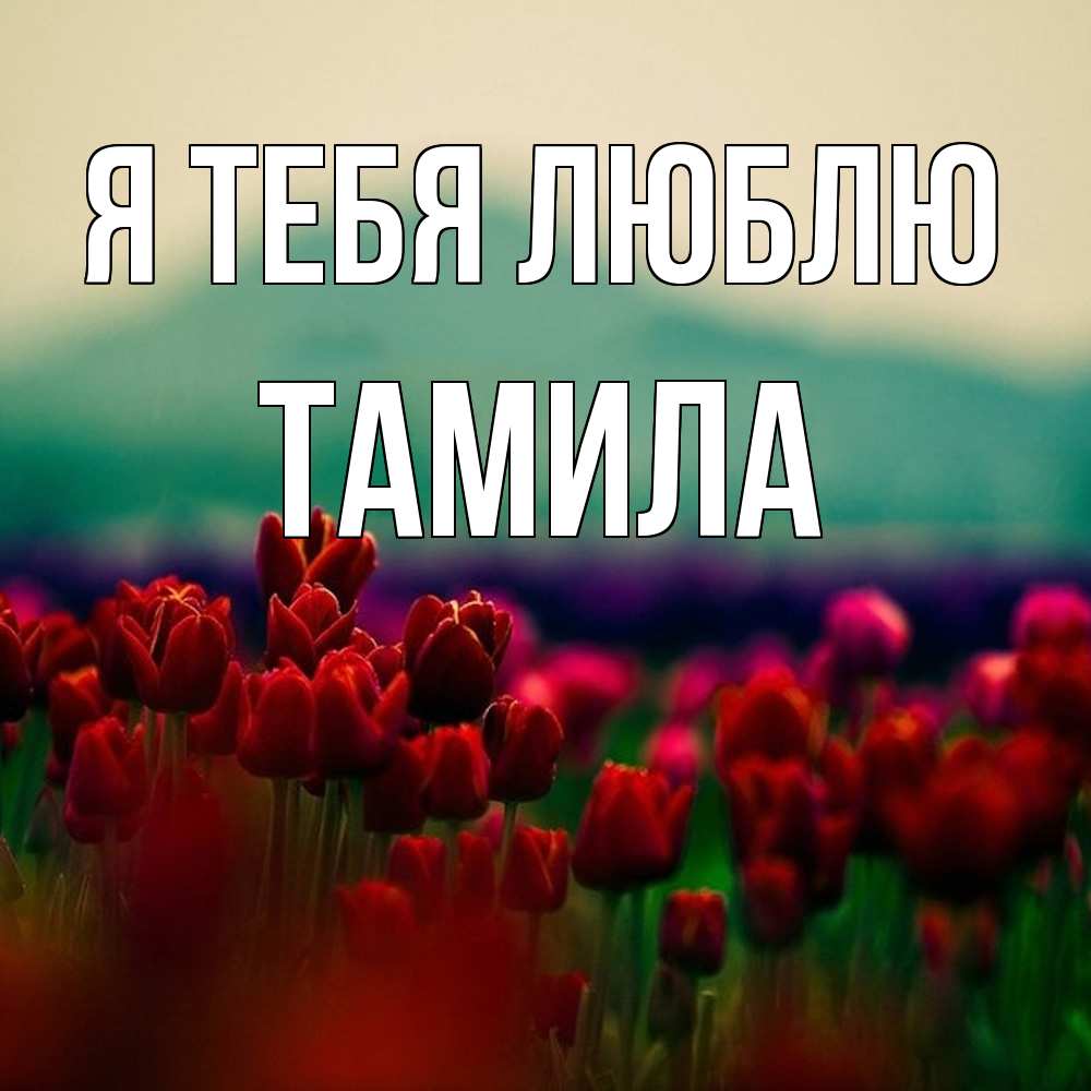 Открытка на каждый день с именем, ТАМИЛА Я тебя люблю тюльпаны 4 Прикольная открытка с пожеланием онлайн скачать бесплатно 