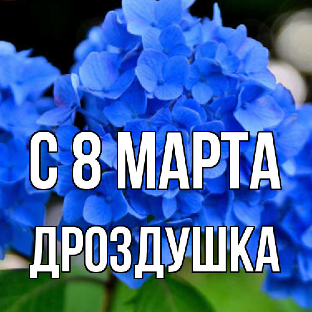 Открытка на каждый день с именем, Дроздушка C 8 МАРТА синие цветы Прикольная открытка с пожеланием онлайн скачать бесплатно 