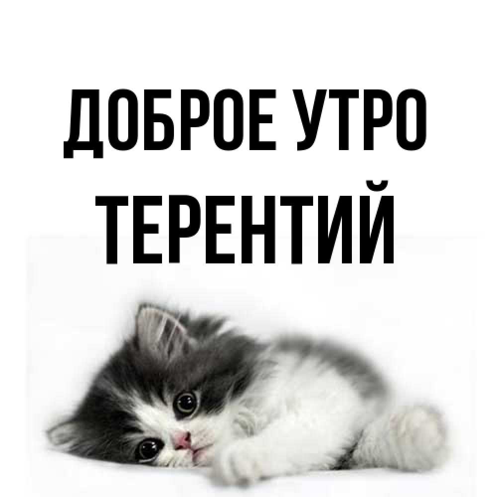 Открытка на каждый день с именем, Терентий Доброе утро кот лапки Прикольная открытка с пожеланием онлайн скачать бесплатно 