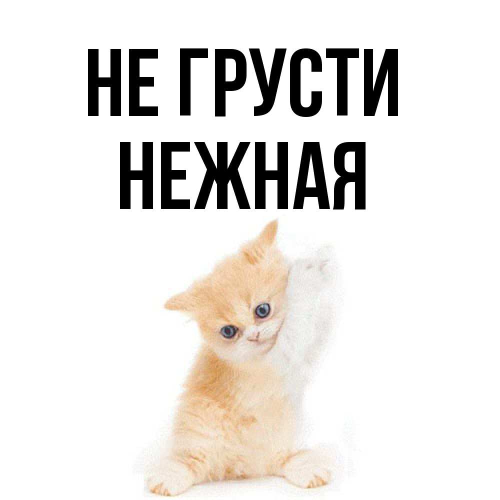 Открытка на каждый день с именем, Hежная Не грусти просящий кот Прикольная открытка с пожеланием онлайн скачать бесплатно 