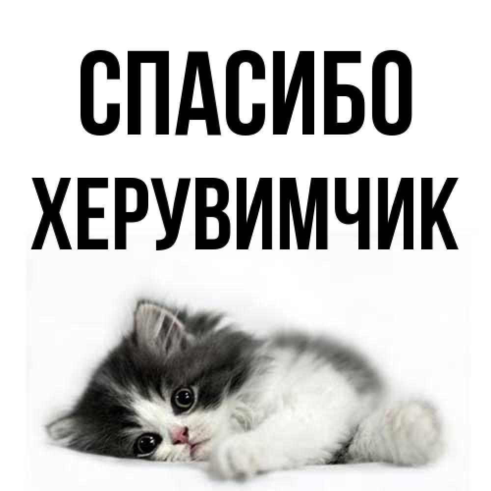Открытка на каждый день с именем, Хеpувимчик Спасибо черный и белый кот Прикольная открытка с пожеланием онлайн скачать бесплатно 