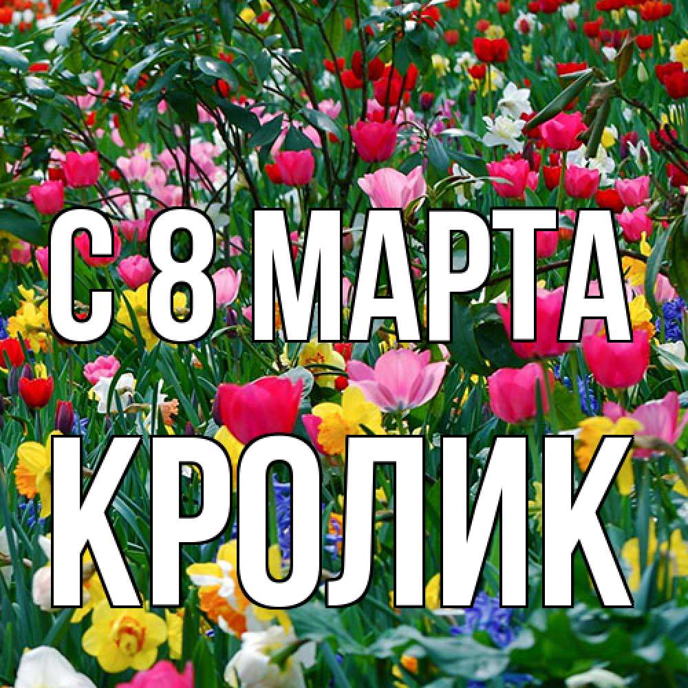 Открытка на каждый день с именем, кролик C 8 МАРТА с международным женским днем поздравления для женщины Прикольная открытка с пожеланием онлайн скачать бесплатно 