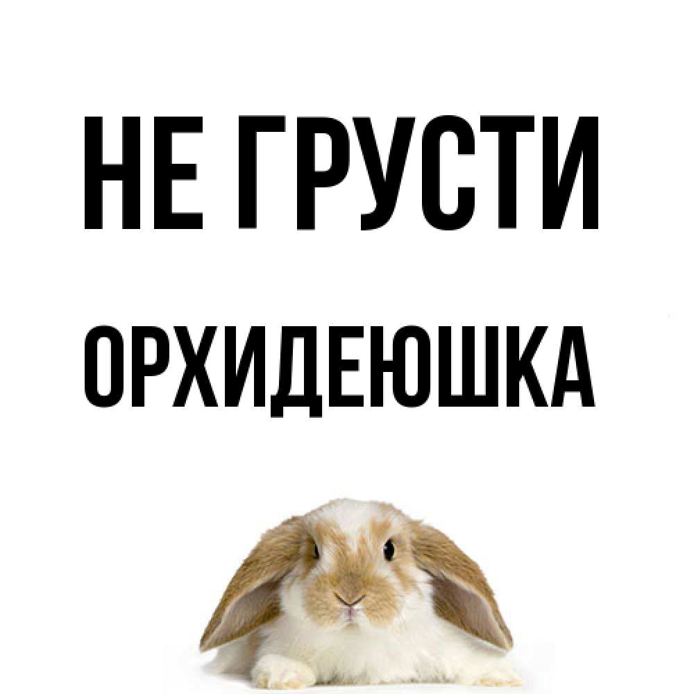 Открытка на каждый день с именем, Орхидеюшка Не грусти коричнево белый заяц с большими ушками Прикольная открытка с пожеланием онлайн скачать бесплатно 