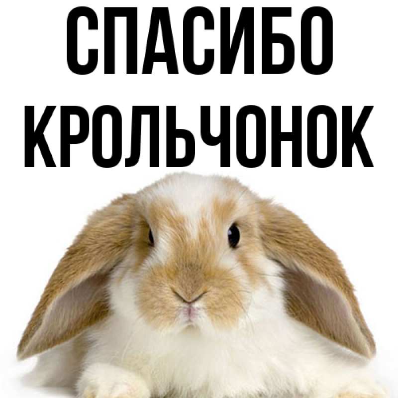 Картинка Спасибо, Крольчонок