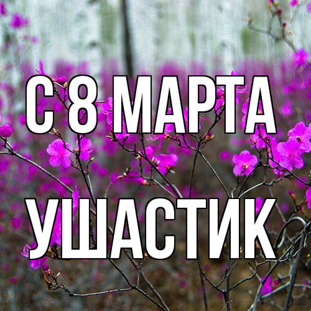 Открытка на каждый день с именем, Ушастик C 8 МАРТА дикие цветы Прикольная открытка с пожеланием онлайн скачать бесплатно 