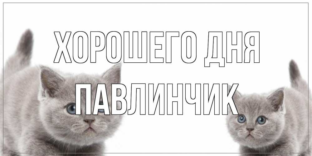 Открытка на каждый день с именем, Павлинчик Хорошего дня открытка с котами Прикольная открытка с пожеланием онлайн скачать бесплатно 