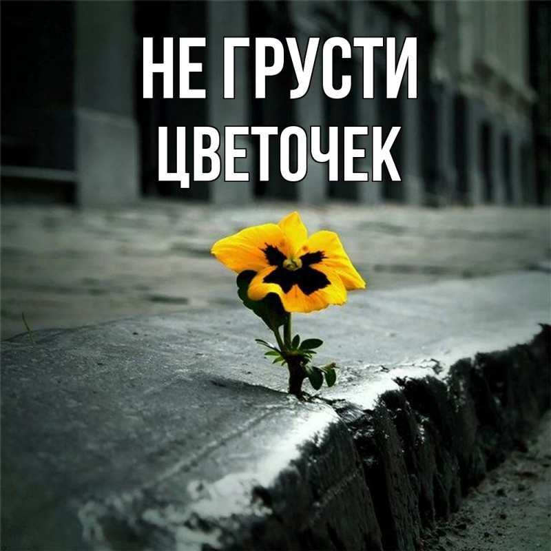 Картинка Не грусти, Цветочек