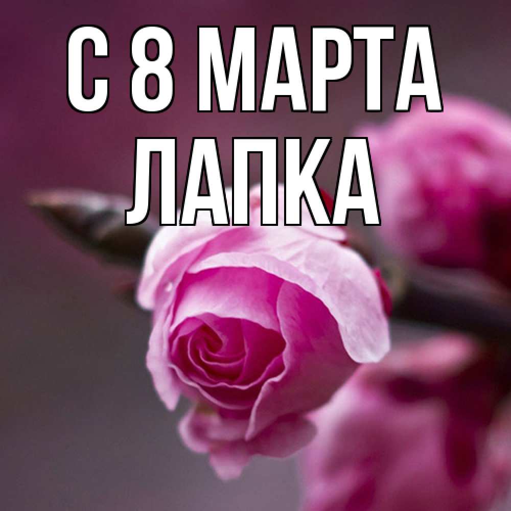 Открытка на каждый день с именем, лапка C 8 МАРТА весна Прикольная открытка с пожеланием онлайн скачать бесплатно 