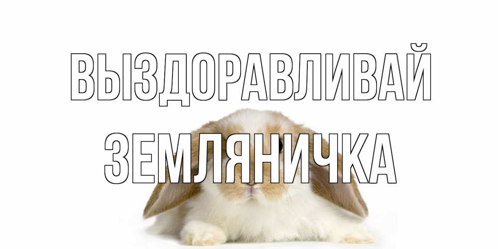 Открытка на каждый день с именем, Земляничка Выздоравливай вислоухий кролик белого и коричневого цвета Прикольная открытка с пожеланием онлайн скачать бесплатно 