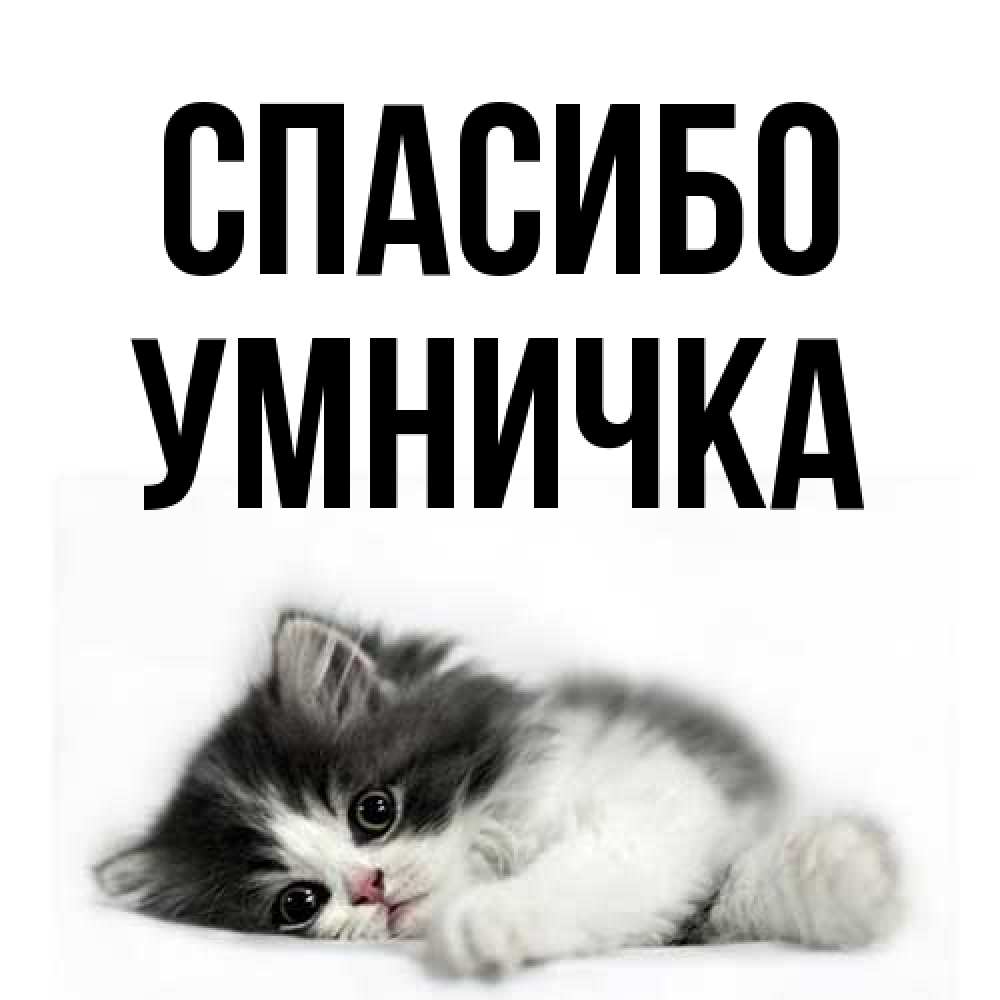 Открытка на каждый день с именем, Умничка Спасибо черный и белый кот Прикольная открытка с пожеланием онлайн скачать бесплатно 