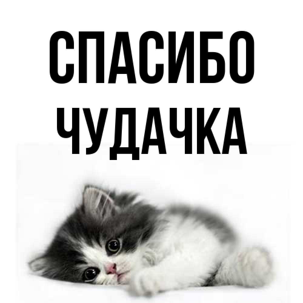 Открытка на каждый день с именем, Чудачка Спасибо черный и белый кот Прикольная открытка с пожеланием онлайн скачать бесплатно 