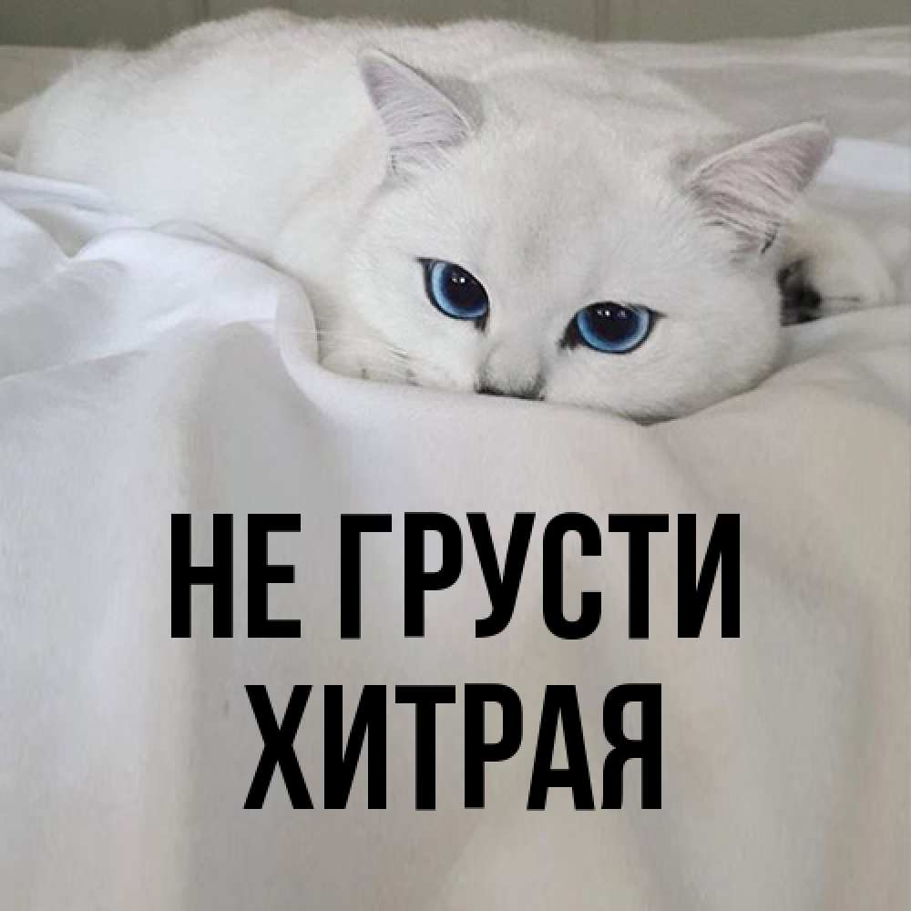 Открытка на каждый день с именем, хитрая Не грусти Голубоглазая кошка Прикольная открытка с пожеланием онлайн скачать бесплатно 