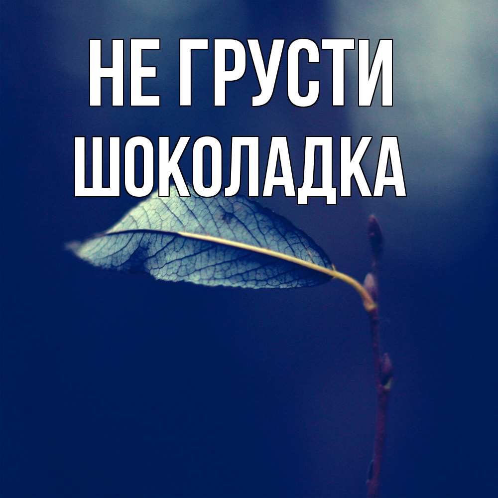 Открытка на каждый день с именем, Шоколадка Не грусти растение Прикольная открытка с пожеланием онлайн скачать бесплатно 
