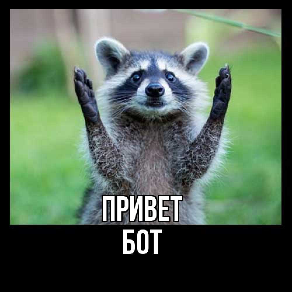 Открытка на каждый день с именем, Бот Привет животные Прикольная открытка с пожеланием онлайн скачать бесплатно 