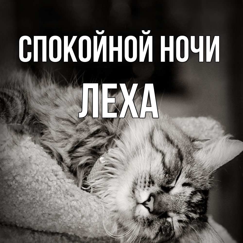 Открытка на каждый день с именем, леха Спокойной ночи котярик пушистый Прикольная открытка с пожеланием онлайн скачать бесплатно 