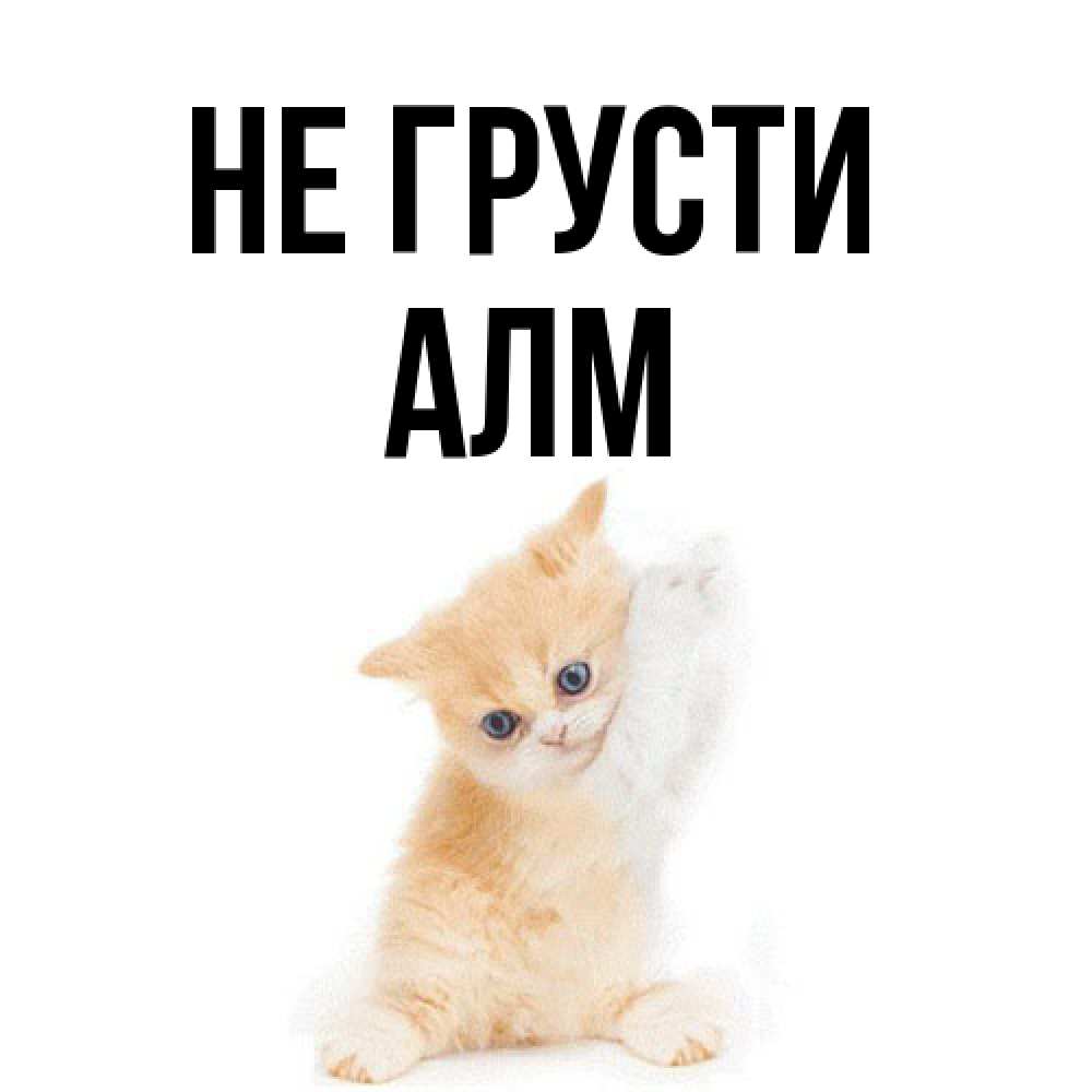 Открытка на каждый день с именем, Алм Не грусти просящий кот Прикольная открытка с пожеланием онлайн скачать бесплатно 
