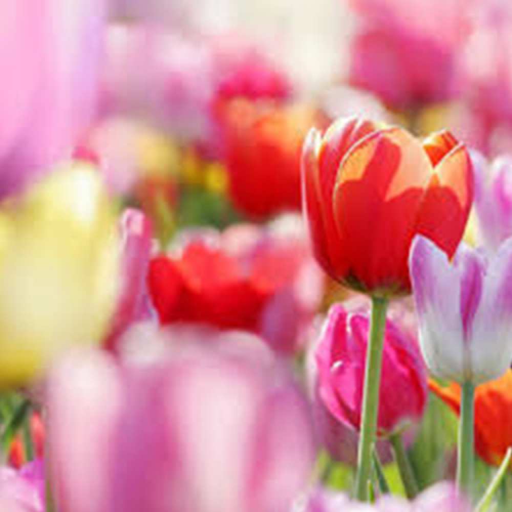 Открытка на каждый день с именем, Джельсомино C 8 МАРТА на международный женский день 2 Прикольная открытка с пожеланием онлайн скачать бесплатно 