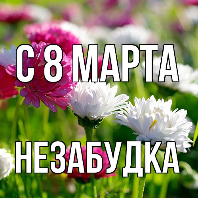 Картинка C 8 МАРТА, Незабудка