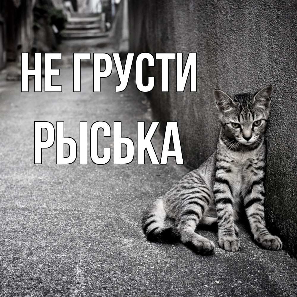 Открытка на каждый день с именем, Рыська Не грусти скучающий котик Прикольная открытка с пожеланием онлайн скачать бесплатно 