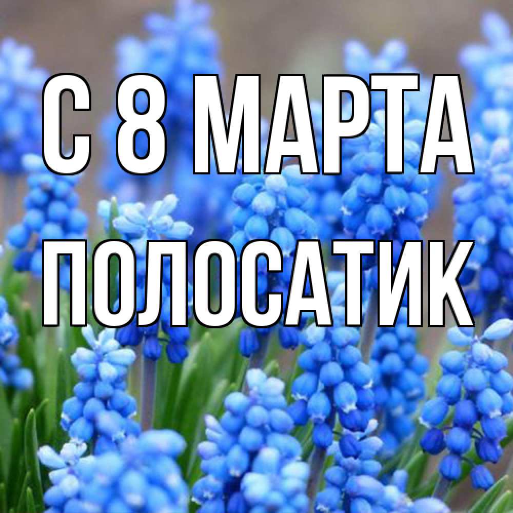 Открытка на каждый день с именем, полосатик C 8 МАРТА Поздравительная открытка для женщин с цветами на праздничную дату Прикольная открытка с пожеланием онлайн скачать бесплатно 