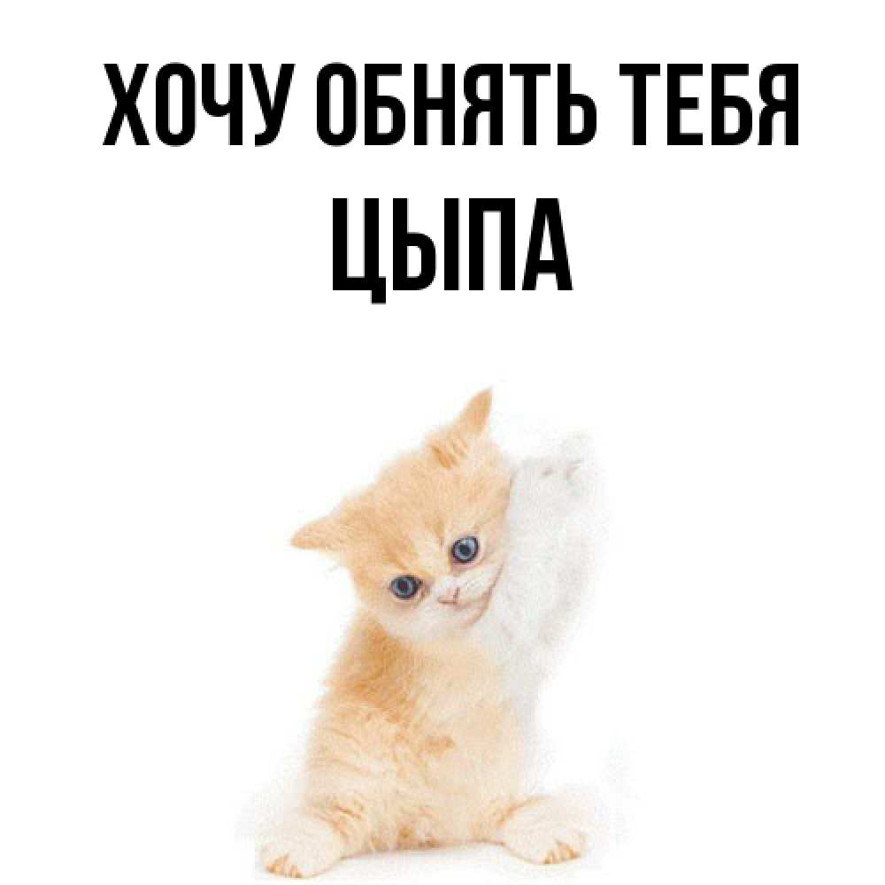 Открытка на каждый день с именем, Цыпа Хочу обнять тебя я хочу очень скорее обнимаешек Прикольная открытка с пожеланием онлайн скачать бесплатно 