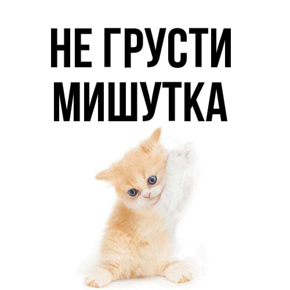 Открытка на каждый день с именем, Мишутка Не грусти просящий кот Прикольная открытка с пожеланием онлайн скачать бесплатно 