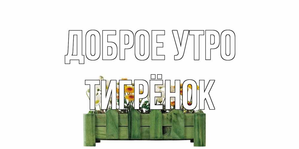 Открытка на каждый день с именем, Тигрёнок Доброе утро цветы Прикольная открытка с пожеланием онлайн скачать бесплатно 
