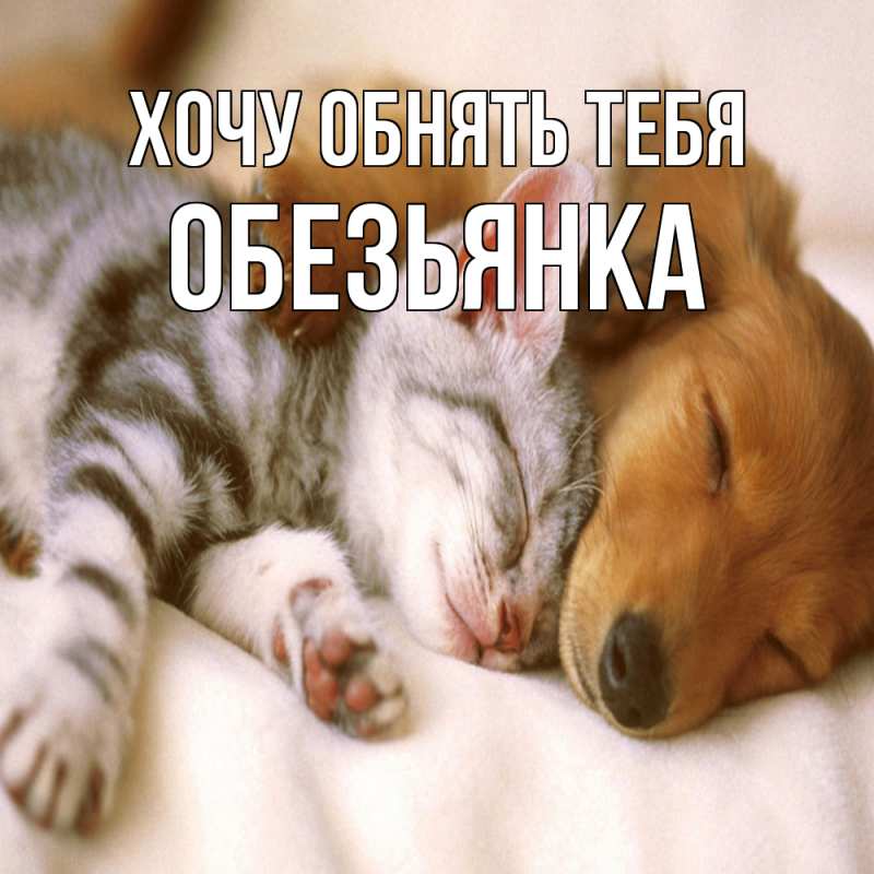 Картинка Хочу обнять тебя, Обезьянка