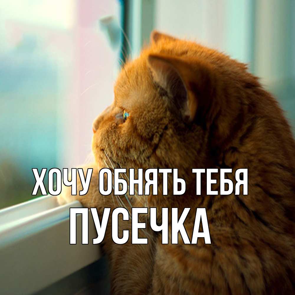 Открытка на каждый день с именем, Пусечка Хочу обнять тебя большой огромный рыжий котяра Прикольная открытка с пожеланием онлайн скачать бесплатно 